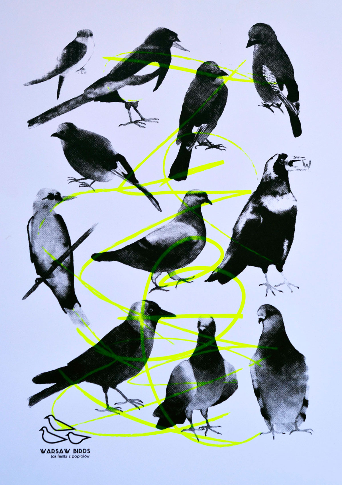 birds warsaw warsawbird