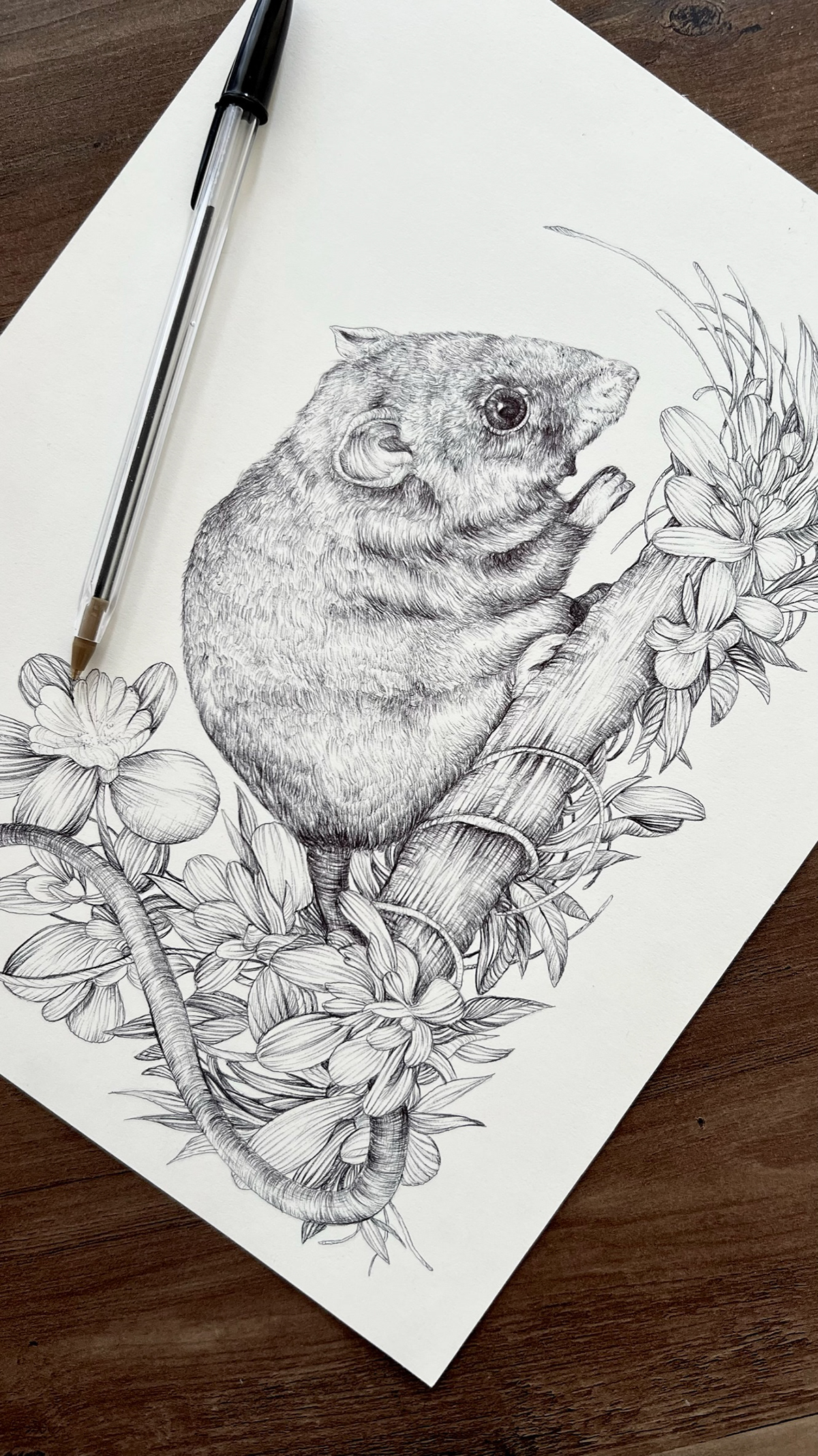 animals birds Drawing  ILLUSTRATION  ink Nature pen scientific illustration sketch wildlife