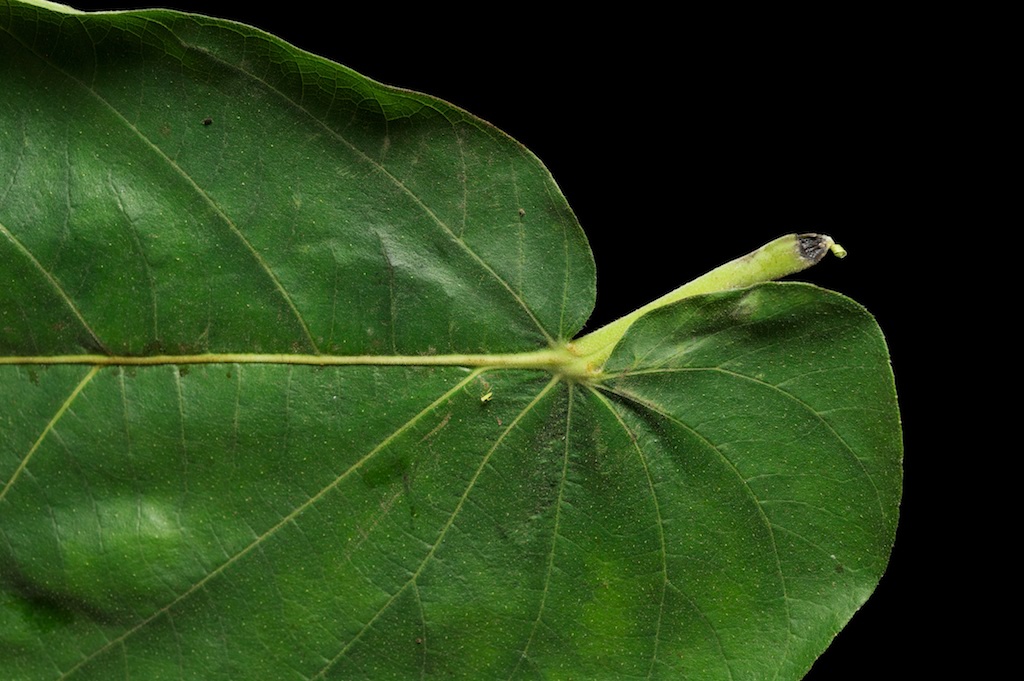 botany Ficus conservation Ecology wasp fig Tree  Fruit macro science