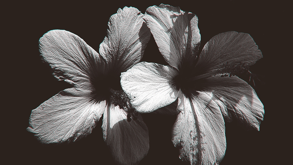 Nature plants macro flower Photography  petals macrophotography