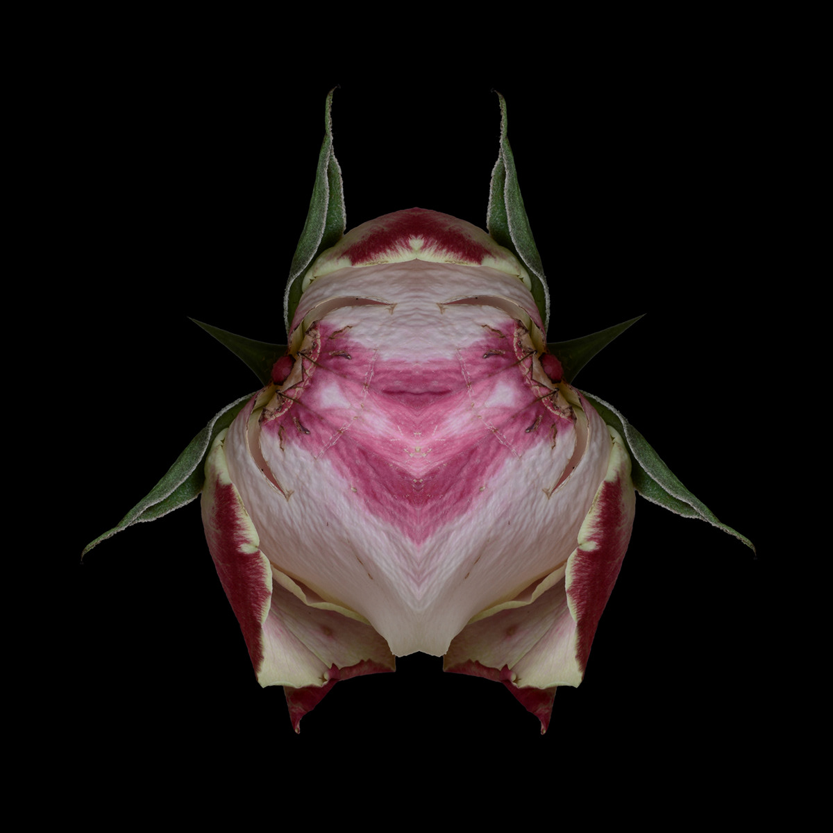 tulip rose creatures Digital Art  tulip cat rose clown rose yoda rose pig