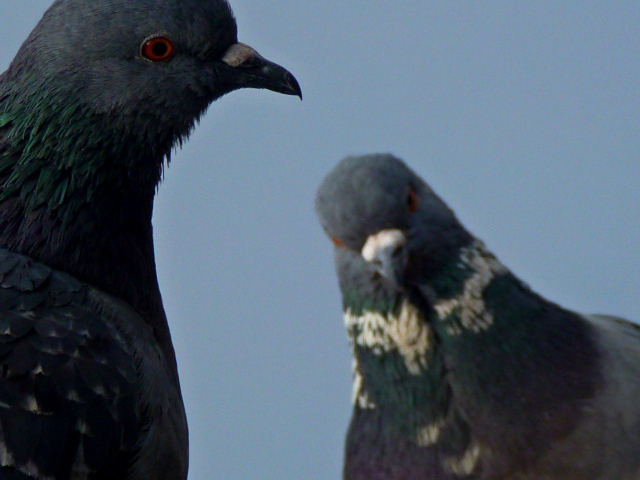 photo pigeons