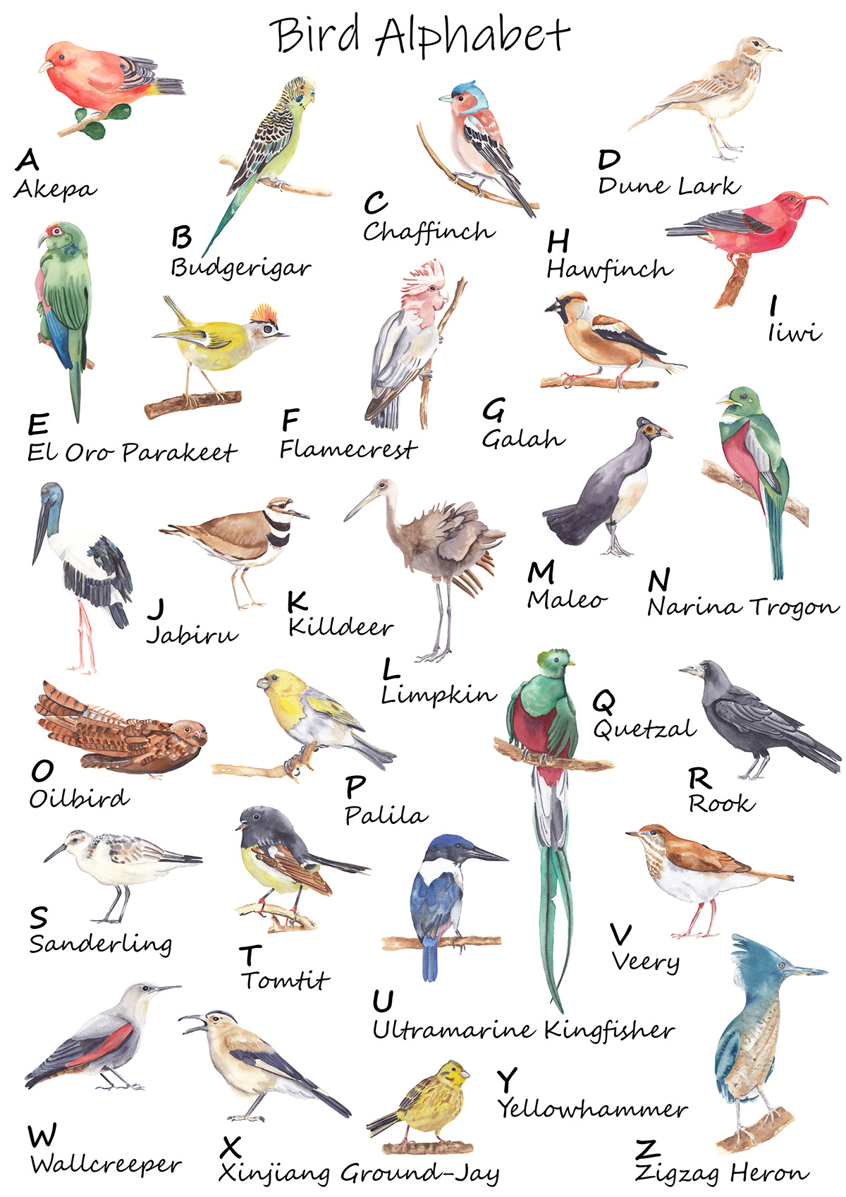 Watercolor Bird Alphabet on Behance