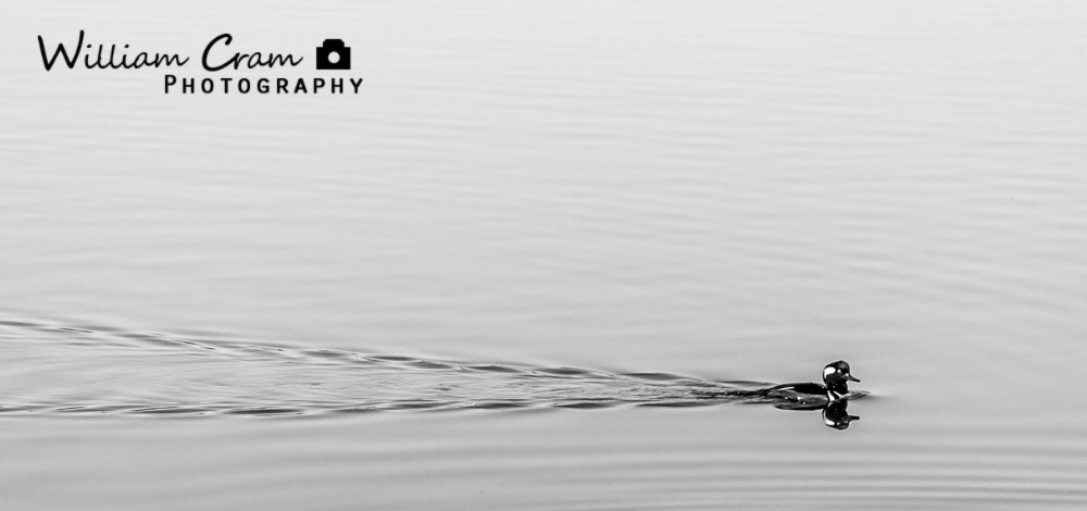 green lake black and white High Saturation Low saturation bird Washington