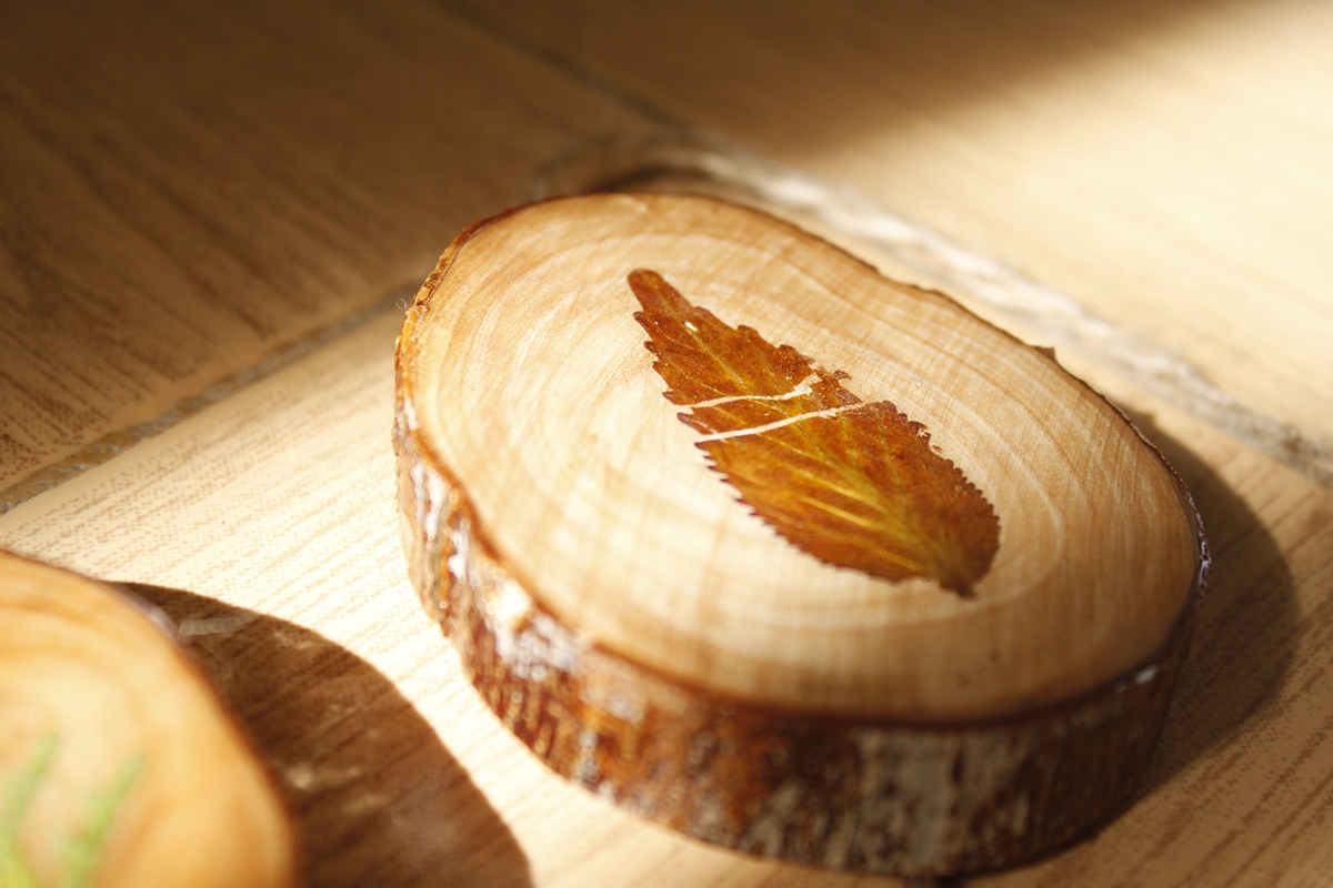preserved leaves pressing wood slices wood