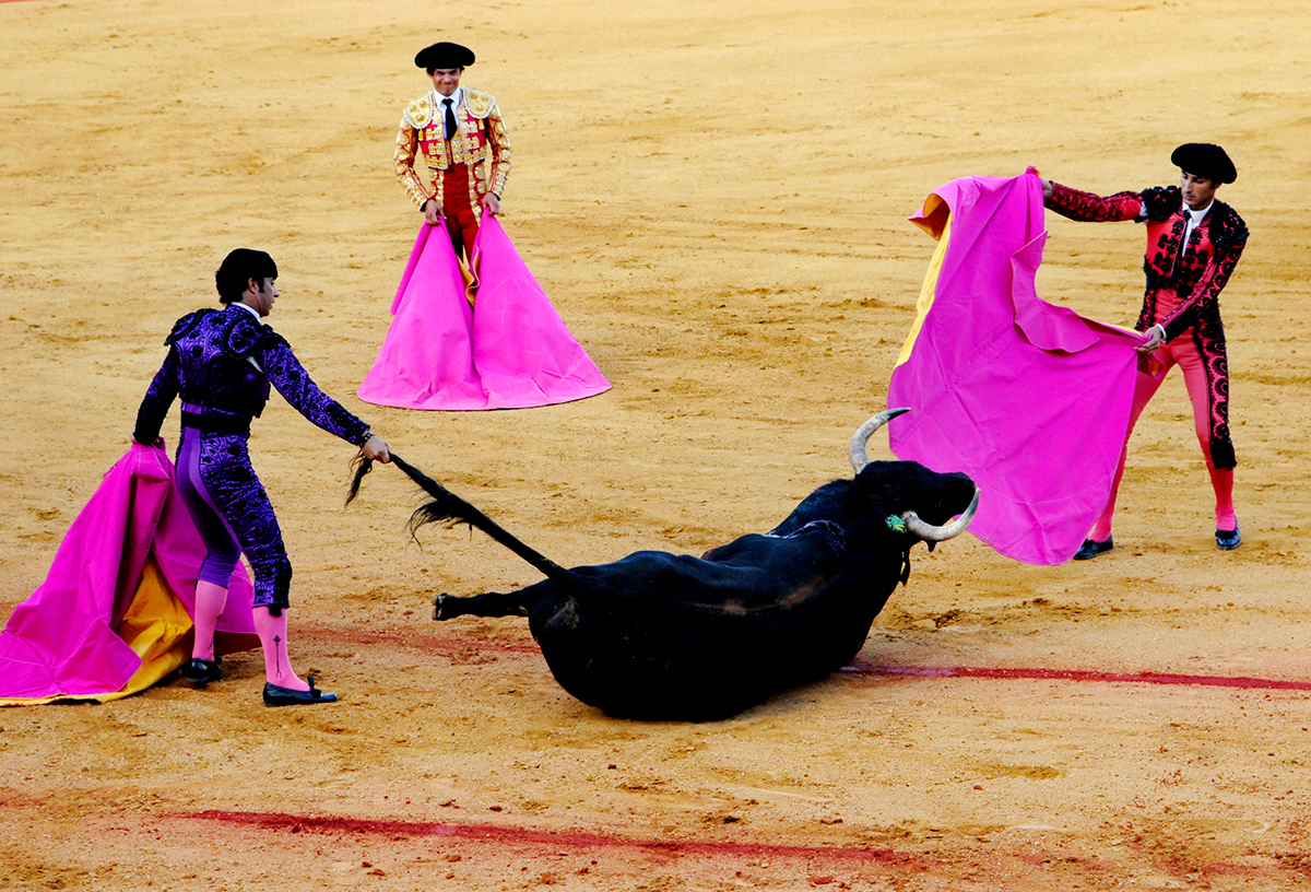 #Spain #Madrid #Bull #fighting #tradition #culture #photojournalism #cruelty #animals