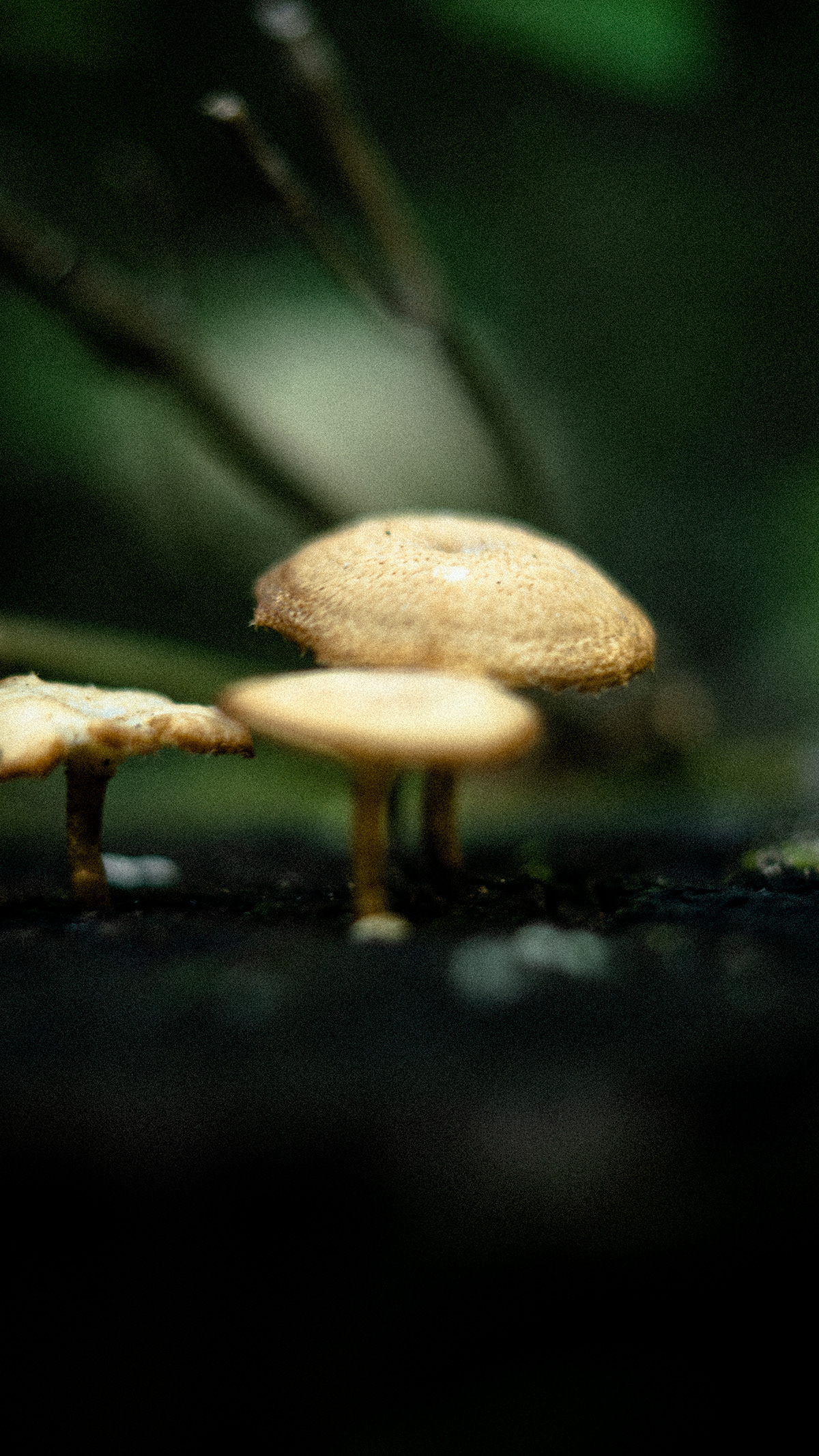 Image may contain: mushroom and fungus