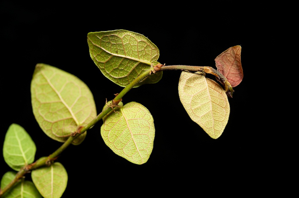 botany Ficus conservation Ecology wasp fig Tree  Fruit macro science