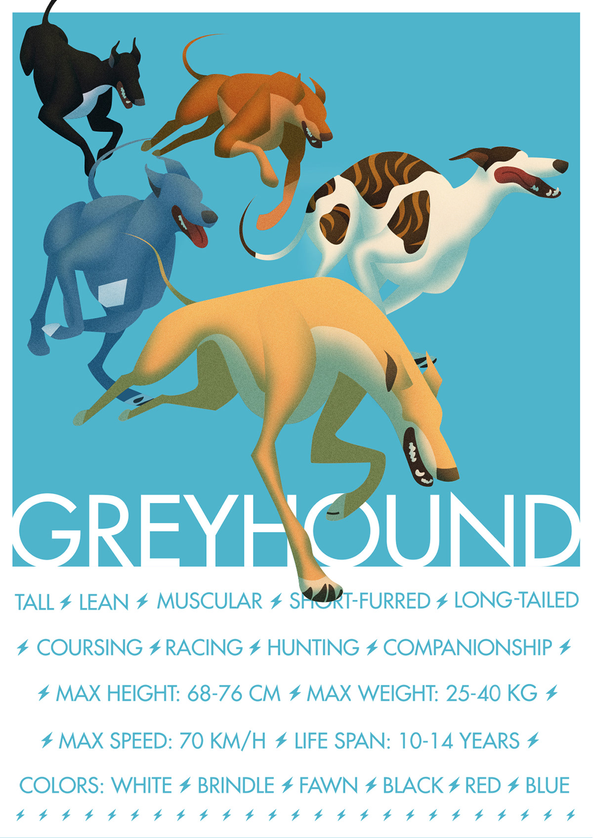 ILLUSTRATION  Poster Design dog greyhound poster