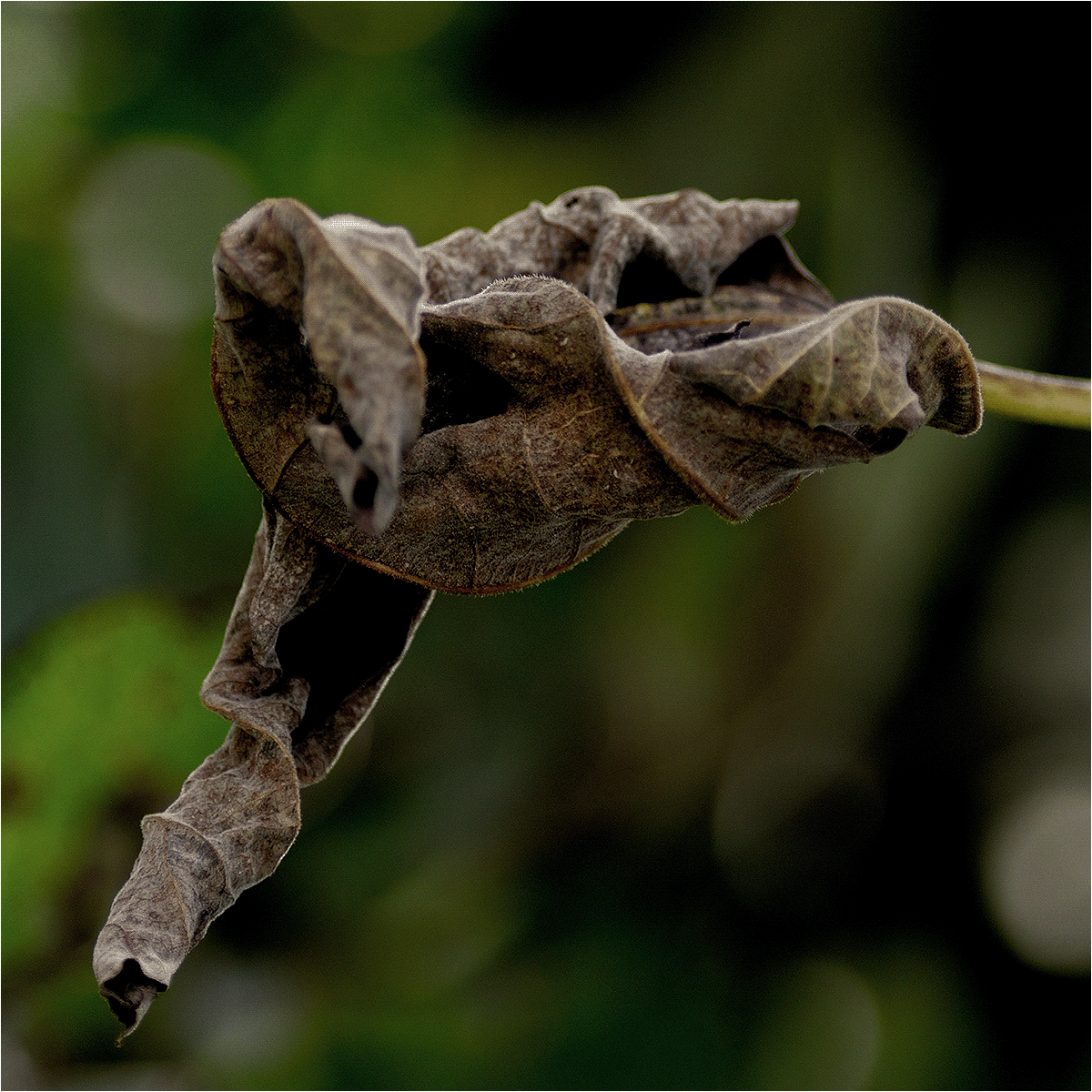 dying leaves