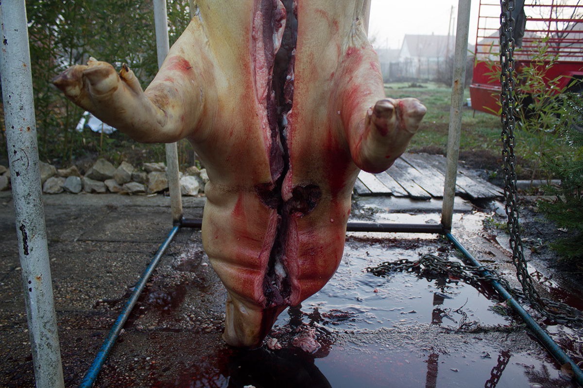 diszno vagas schwein pig schalcht slaughter how Food  is made land vidék village historical howits