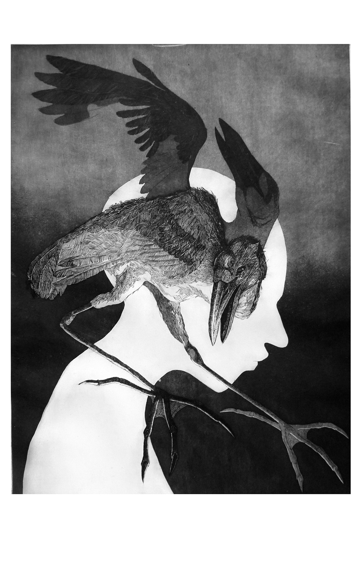 heron bird etching aquatint printmaking