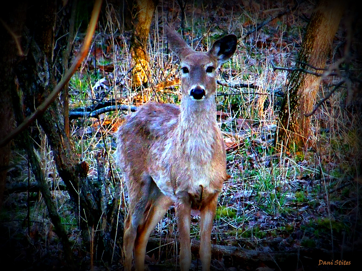 deer animals White Tailed Deer forest woods wildlife Nature natural wilderness curiosity