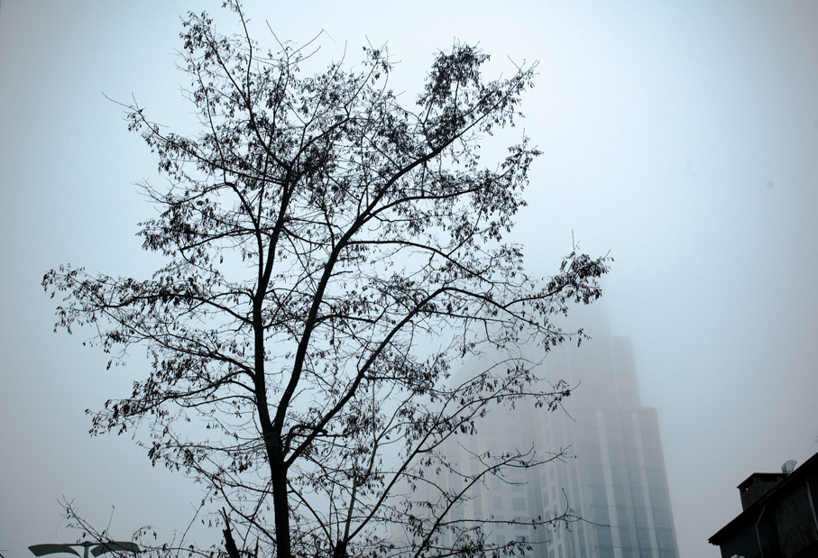 Nature  building  skyscaper  tree fog rain