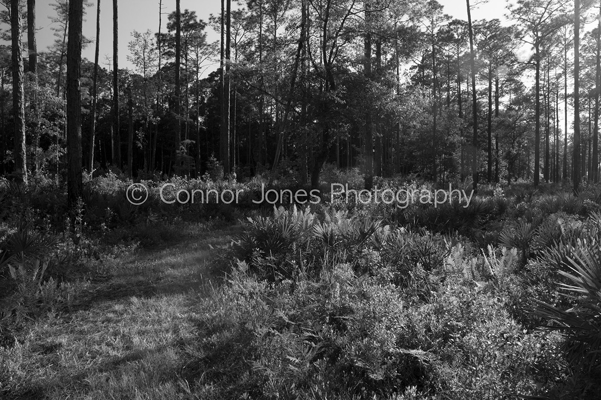 landscape photography Landscape black and white Georgia Savannah skidaway state park