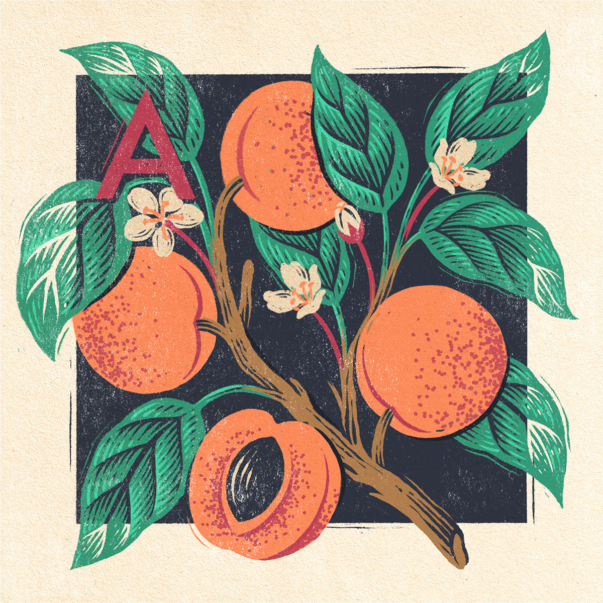 botanical illustration editoral food illustration Fruit ingredients linework vintage woodcut cocktail papercut