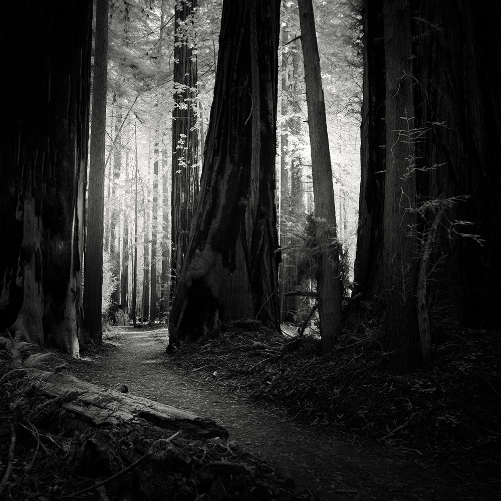 black and white Forests humboldt redwoods infrared light Nathan Wirth prairie creek Redwood Trees