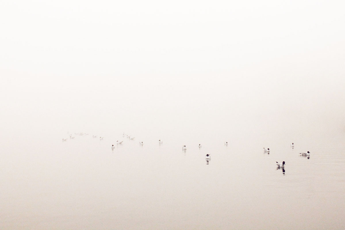 Landscape minimalist Minimalism swans birds wildlife seagull misty fog mist sea lake seascape water reflections