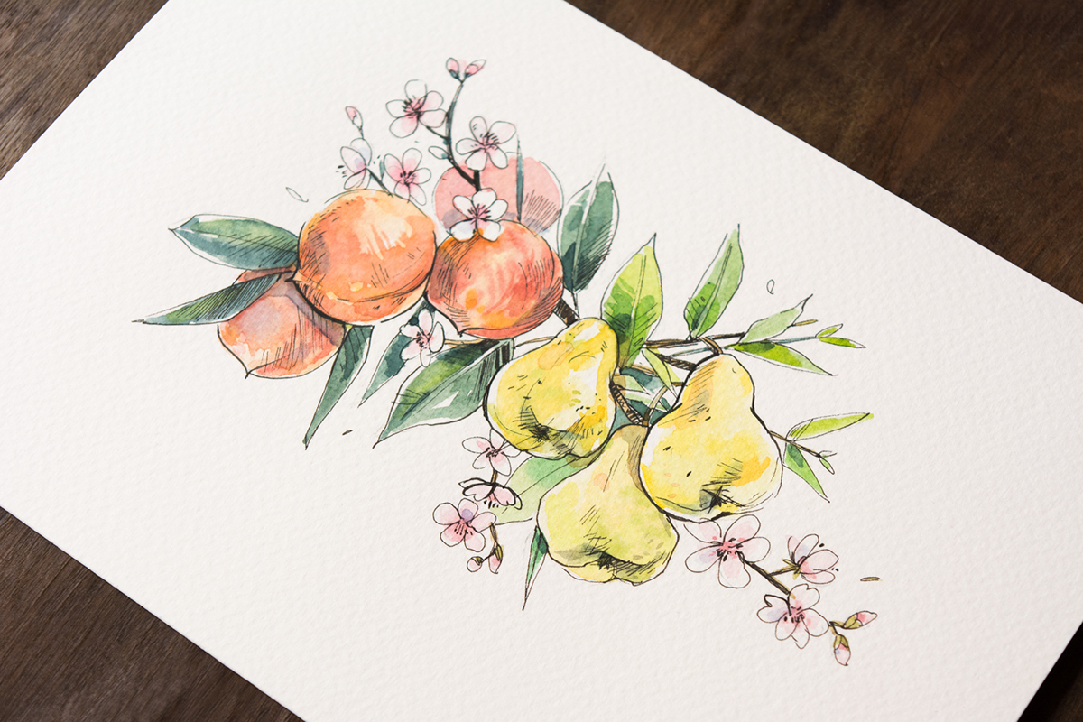 watercolour botanical Plant Fruit watercolor Herbarium wine colorful flower blossom fresh spice