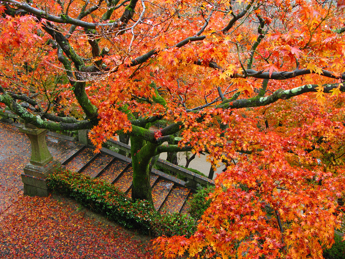 japan kyoto Leaf peeping autumn leafs tokyo leaves Fall