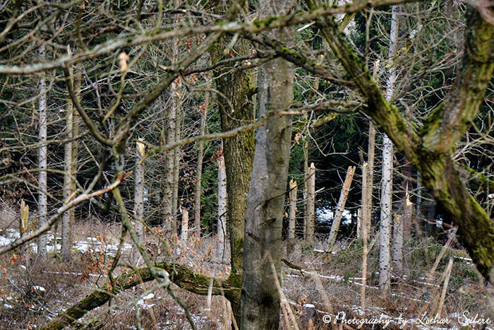 winter saxony walk forest