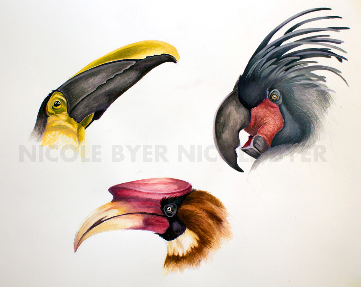 scientific illustration birds watercolor