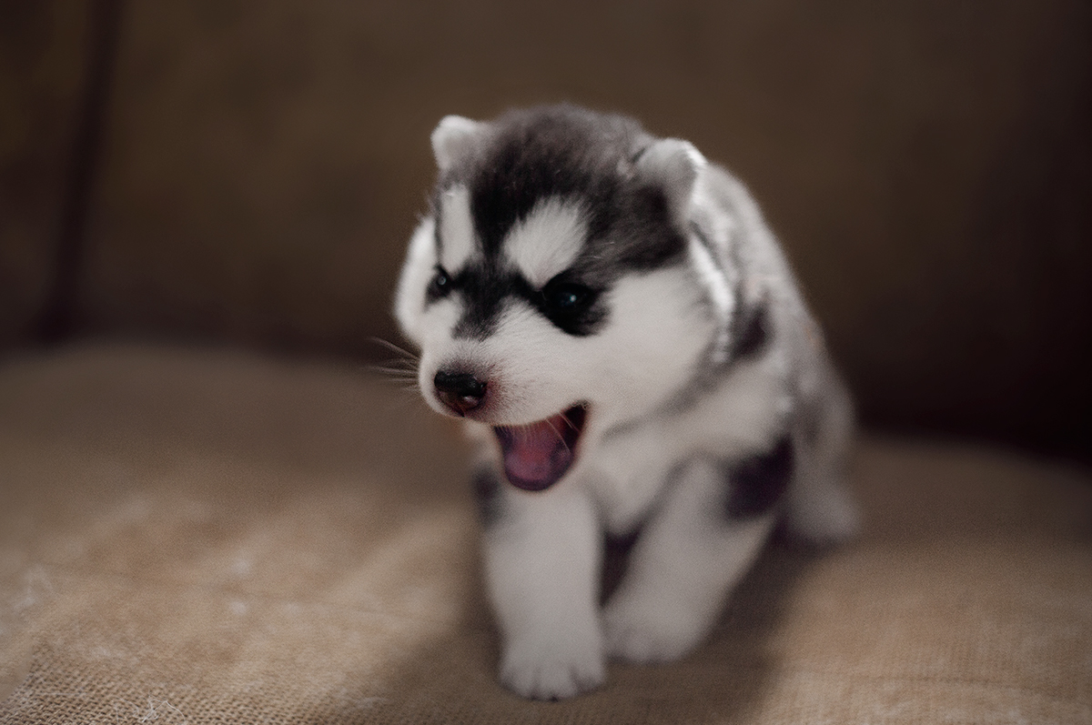 husky siberian husky dog dogs puppy puppies siberians cute whatever