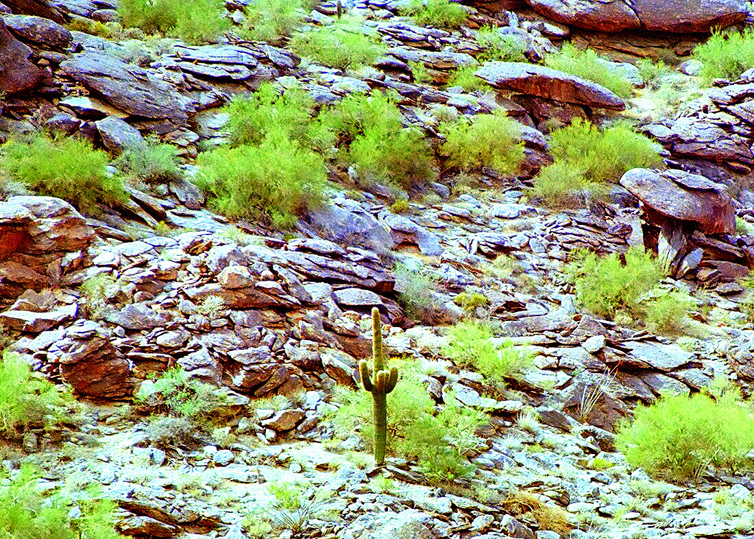 arizona desert coyote cactus Phoenix south moutain 35mm