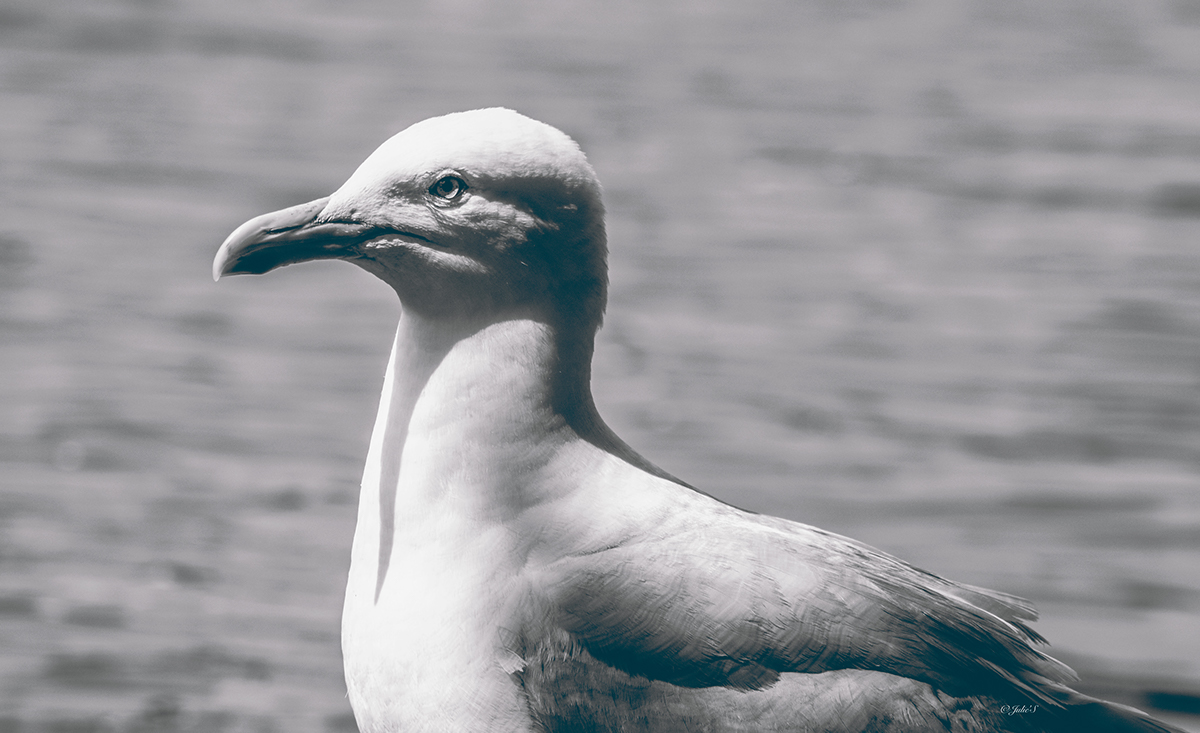 seagull animal Nature b&w