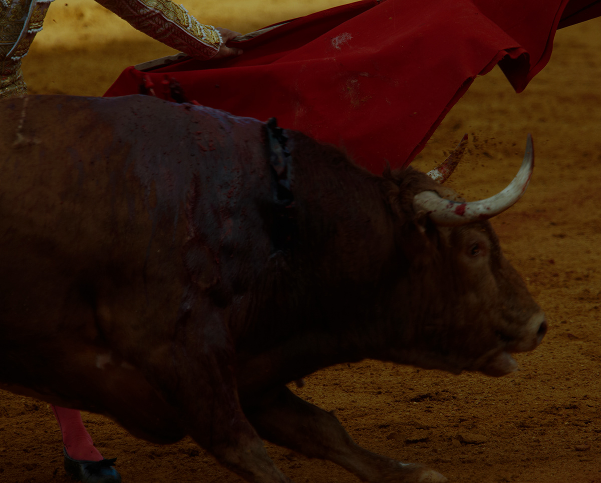 la maestranza   sevilla bullfighting el juli Matadors feria de april artistic bullfighting photography aficionado