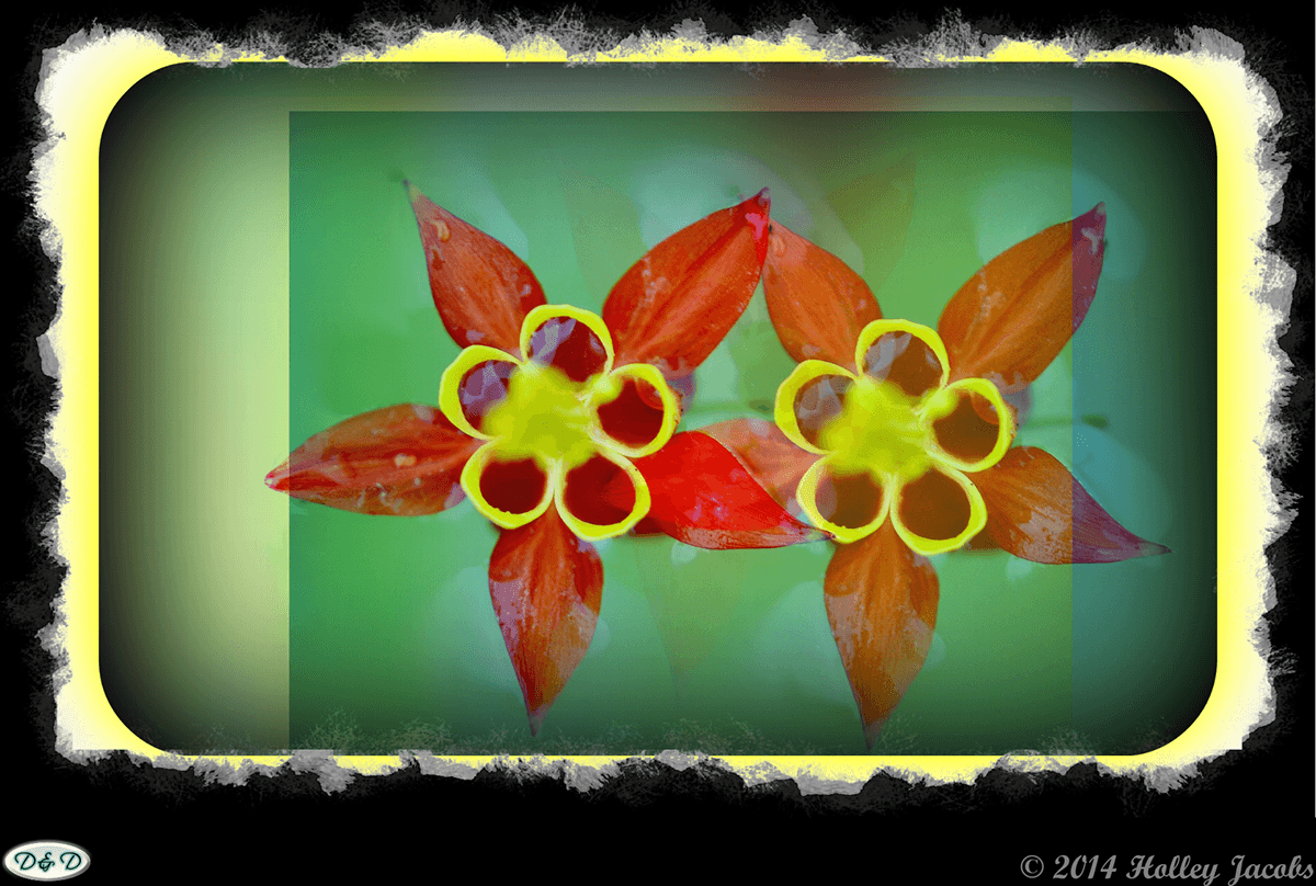 Flowers digitial art creative art country coloful
