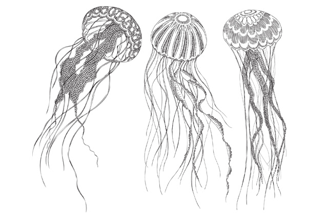 Nature  Jellyfish  guillemots birds  Stationary pattern