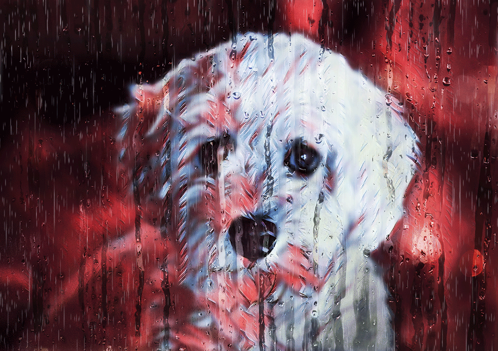 rainy dog animation