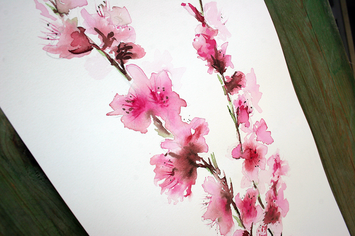 peach flowers flowers watercolor silvia cairol
