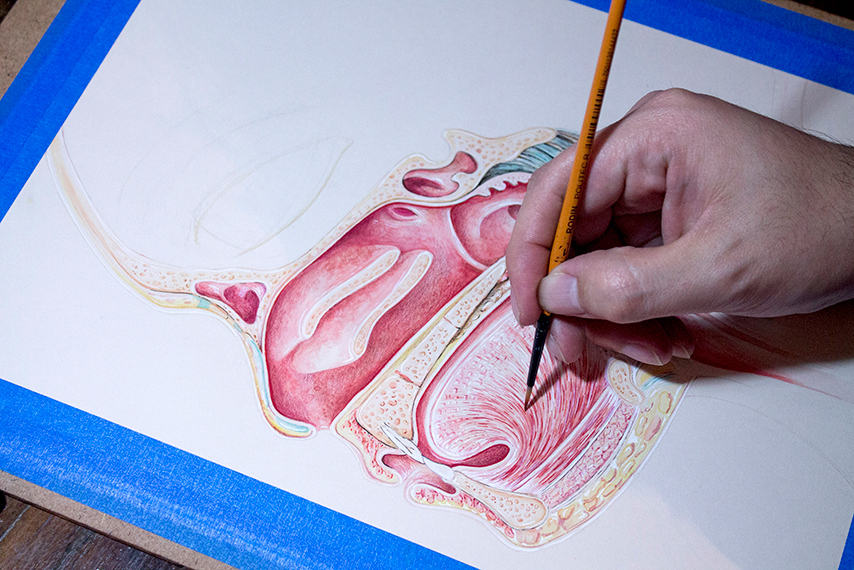 scientific illustration scientific anatomical head MixMedia pencilcolors watercolor ink