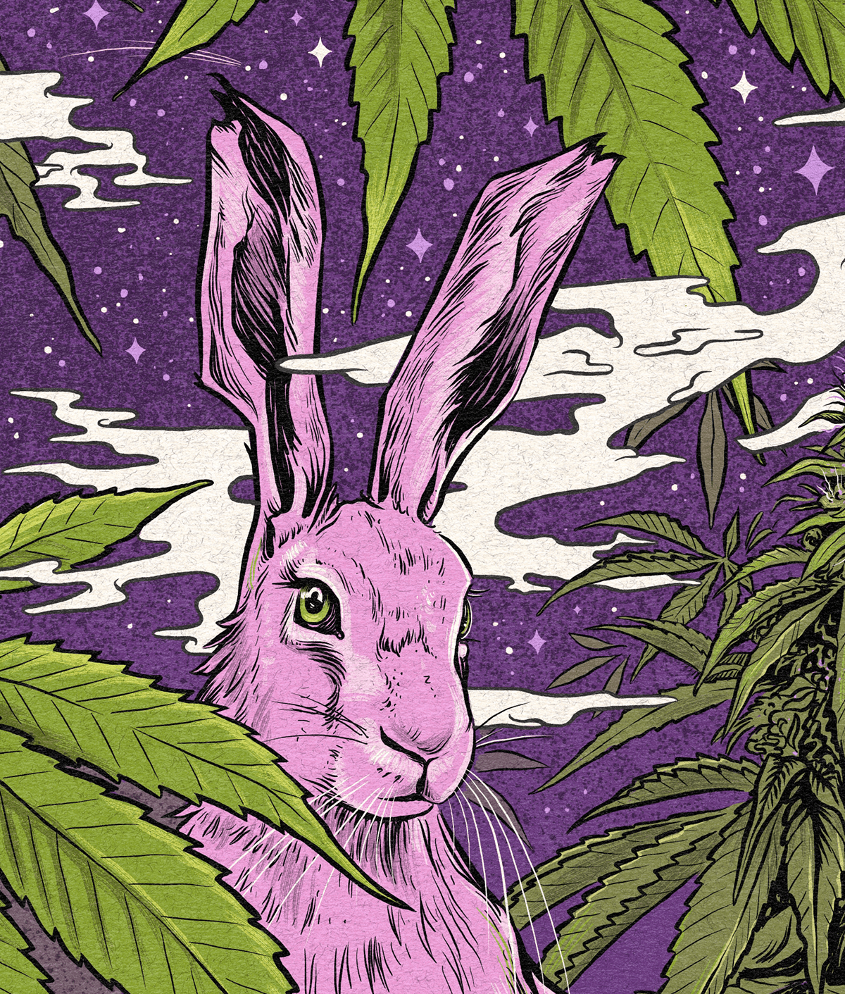 cannabis green hare Nature pink