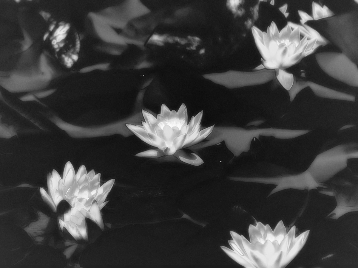 black and white bw conceptual contemporary experimental fine art Lotus modern noir surreal