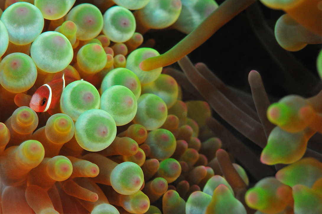 underwater macro fish Ocean sea