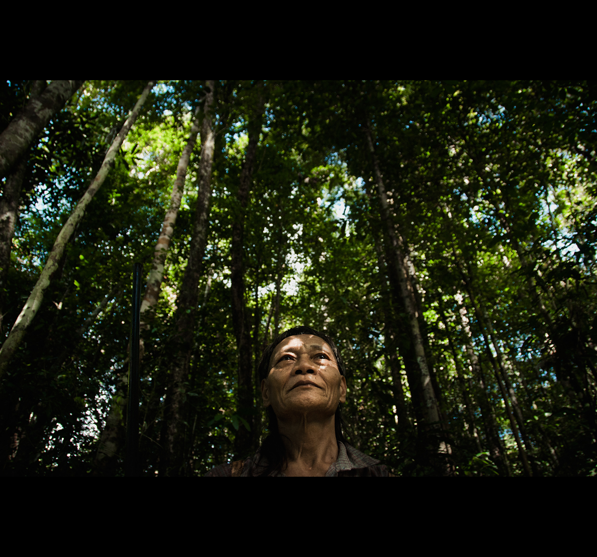 Penan "Penan Peace Park" Deforestation Ecology sarawak malaysia forest jungle Borneo environment