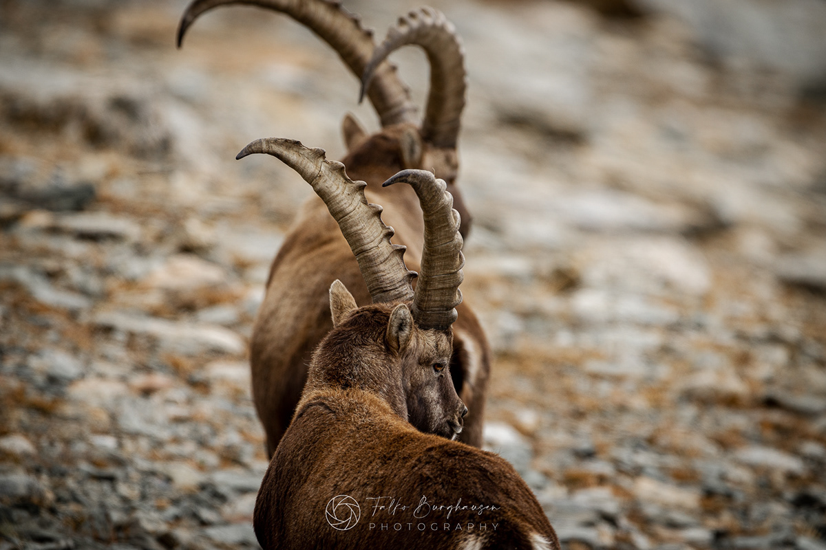 animal photography capricorn ibex mountains Nature Switzerland Wildlife photography animals steinbock wildlife