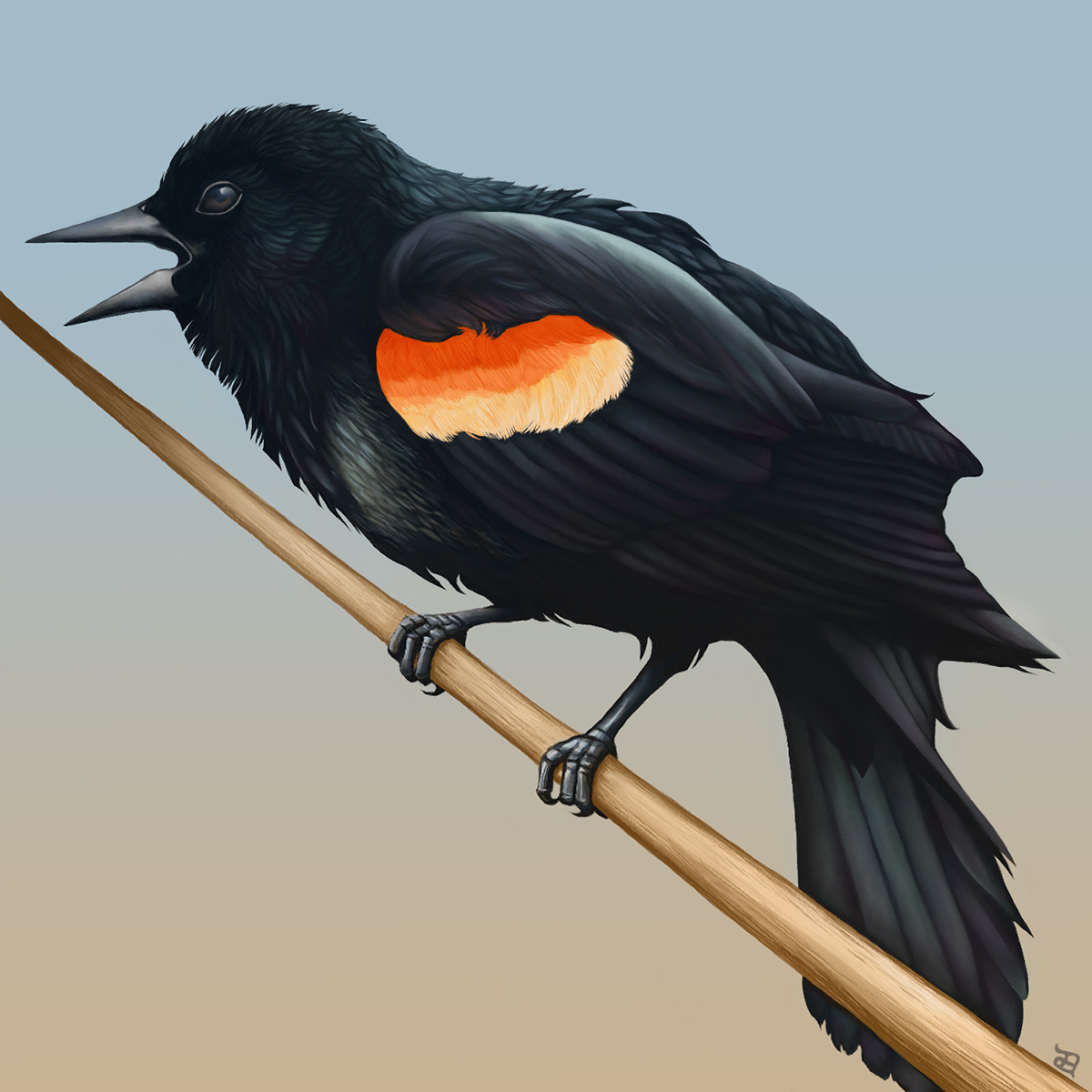 Nature bird red-winged blackbird scientific audubon iridescent Iridescence hypercrabby annie Aguirre illustrated graphic digital botanical
