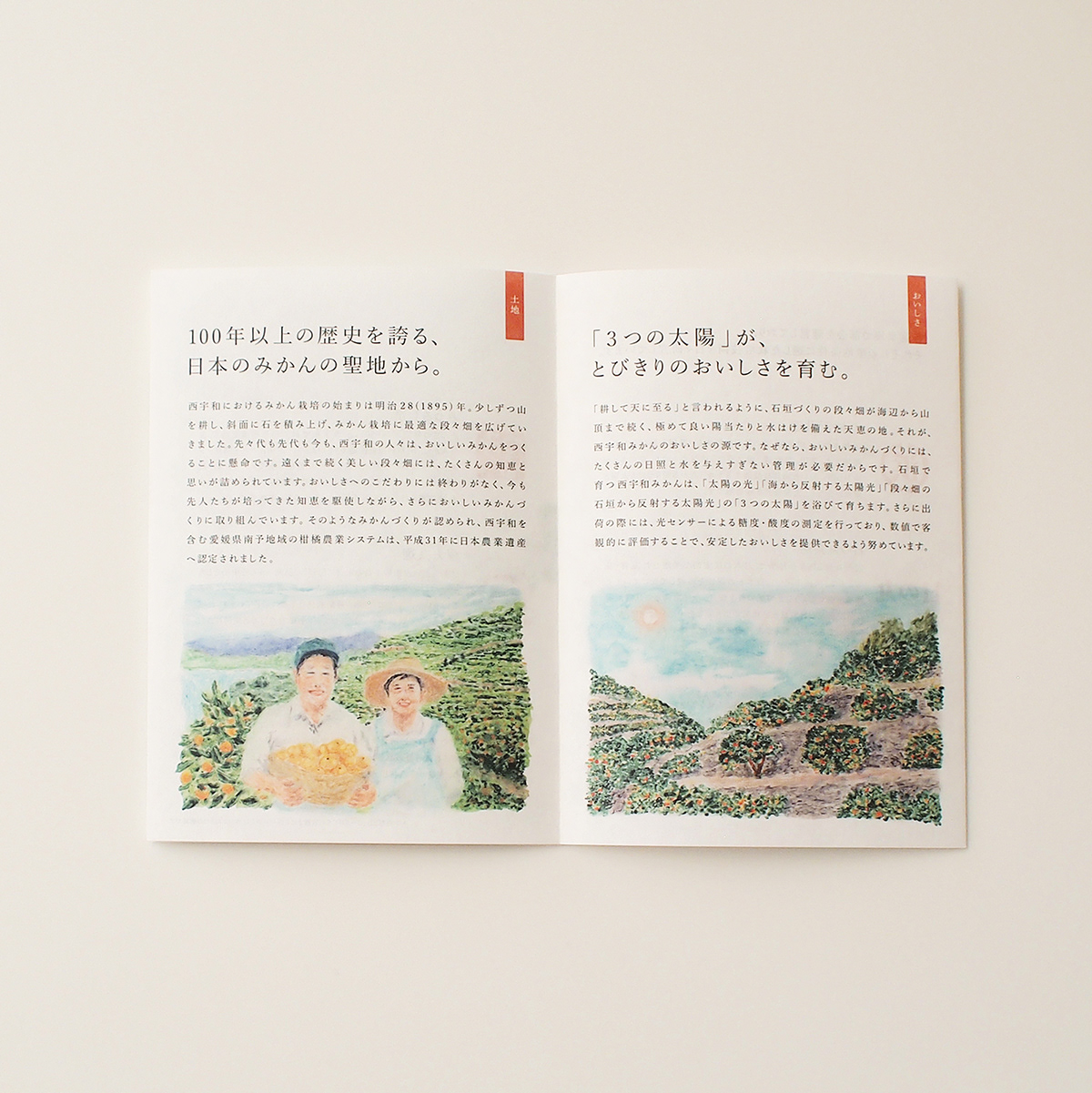 design famer graphic ILLUSTRATION  japan leaflet Mandarins map Nature plantation
