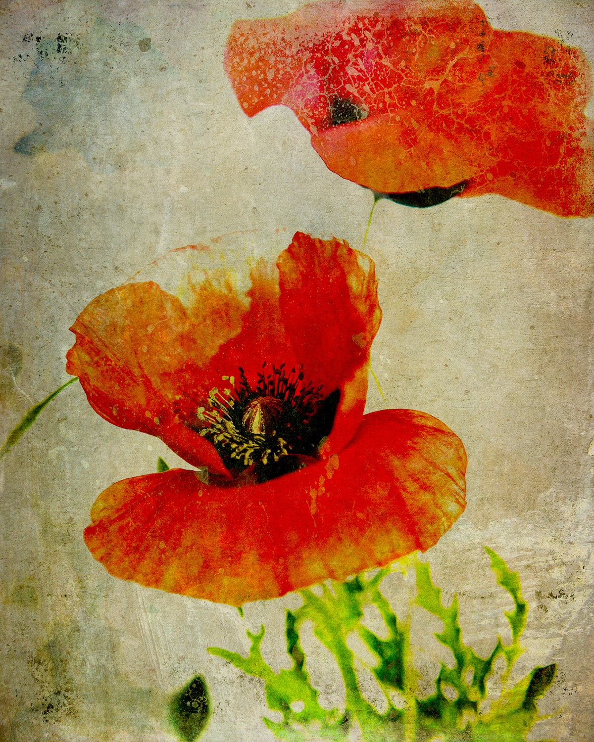 Flowers  Poppies textures red floral papaver still life