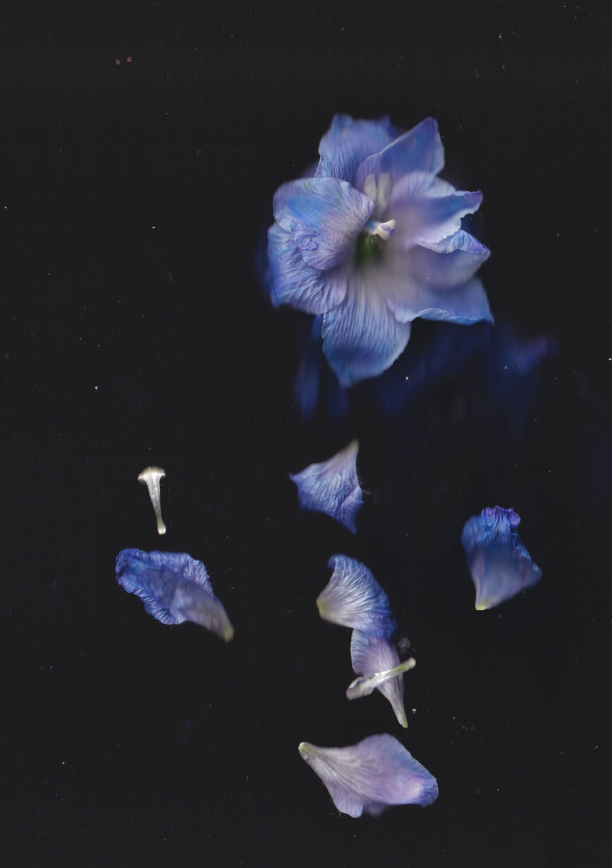 abstract artwork Digital Art  flower Flowers scan scanner scanography series surreal