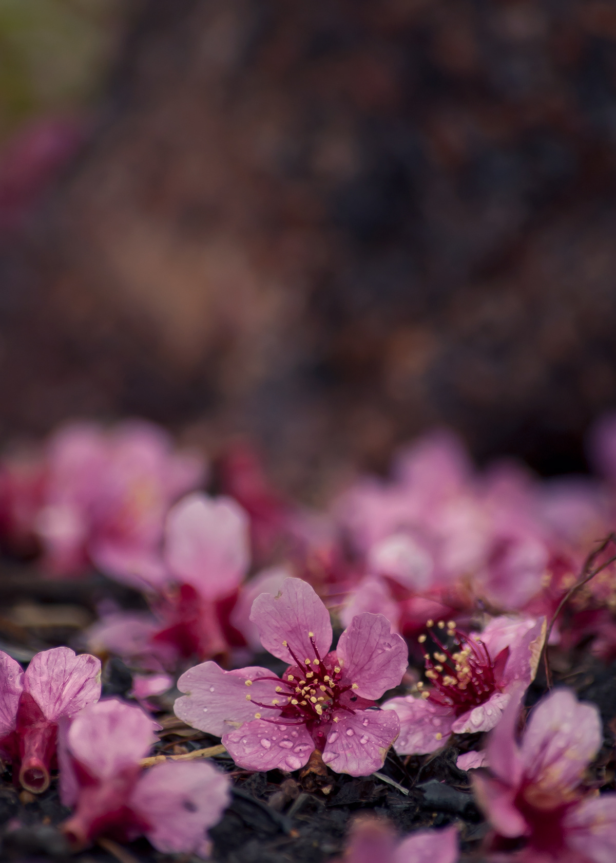  Plants  nature  botanical foliage  trees  Leaves  flowers   blooms  biology  dogwood  oak  anemone  ferns  mayapple  cherry