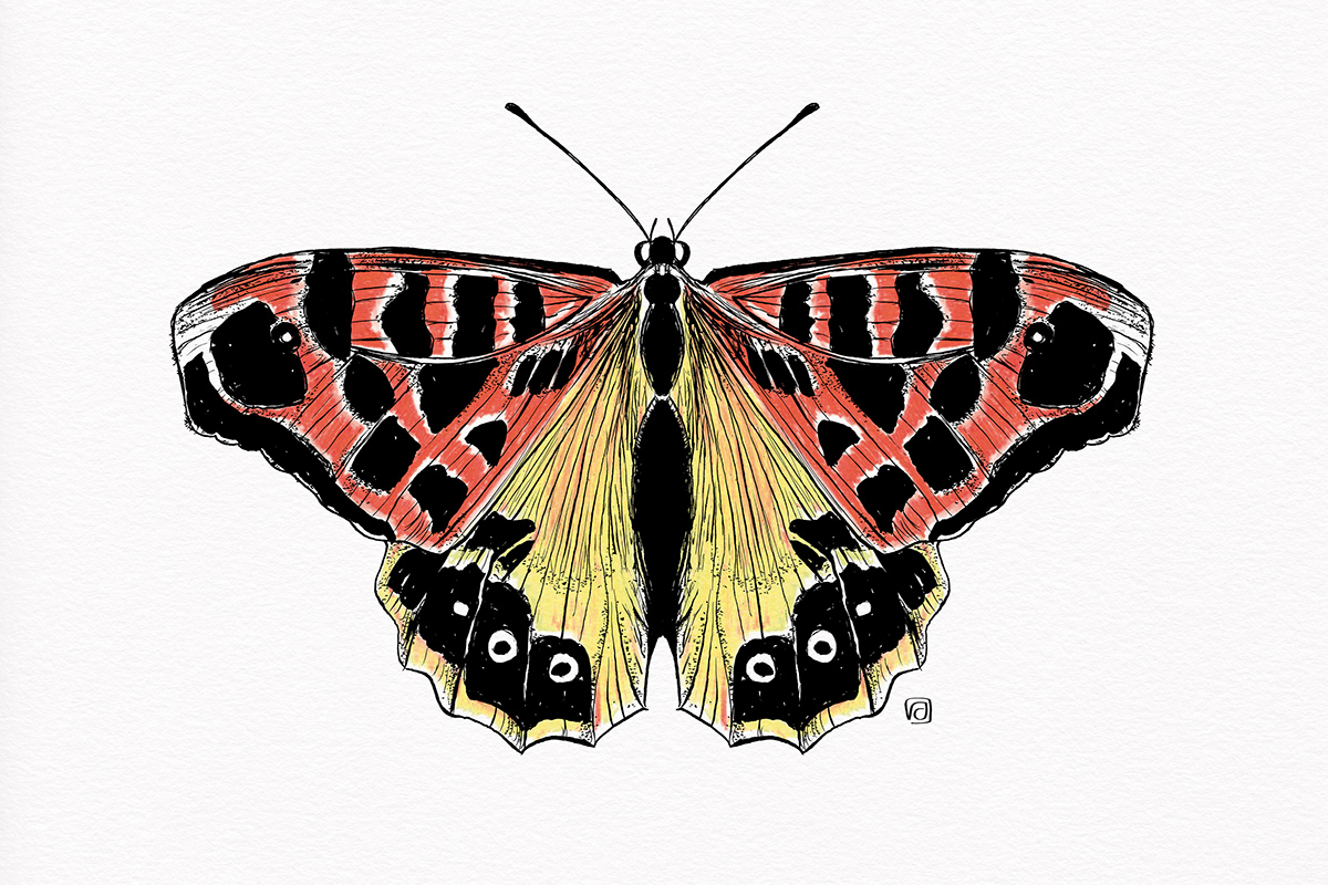 Colourful illustration of a butterfly