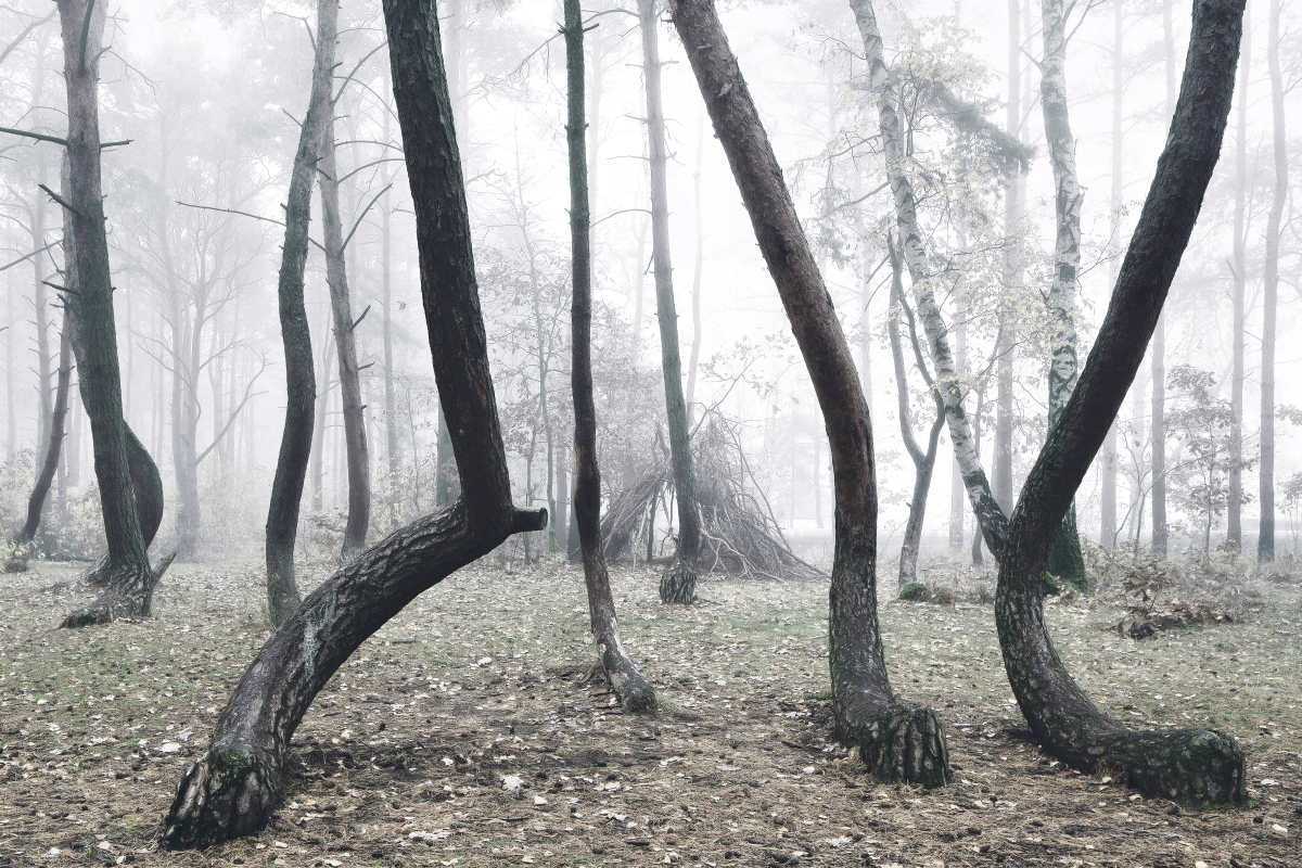 forest wood landscape photography crooked forest poland trees
