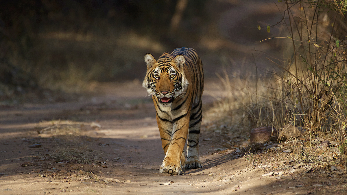 animals India jungle Nature tiger travel photography wild animal Wild India wildlife Wildlife photography