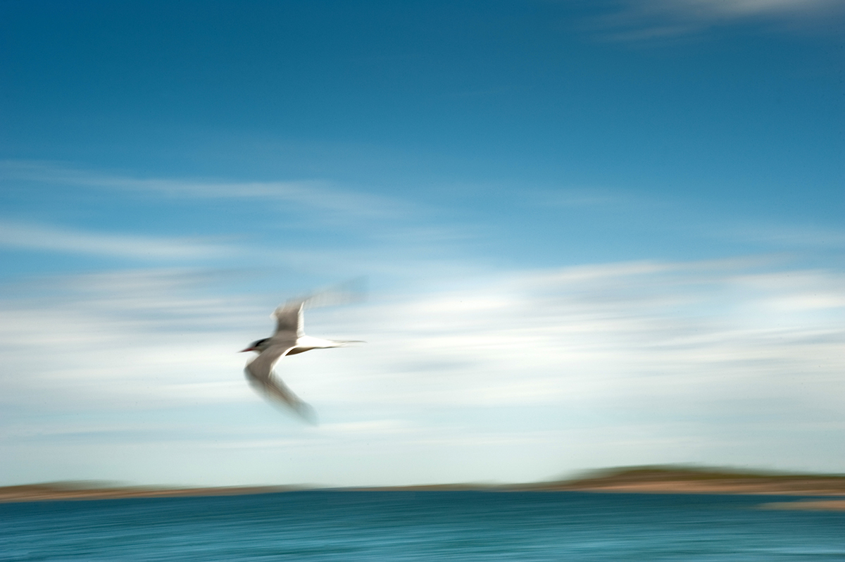 birds tern  Swan