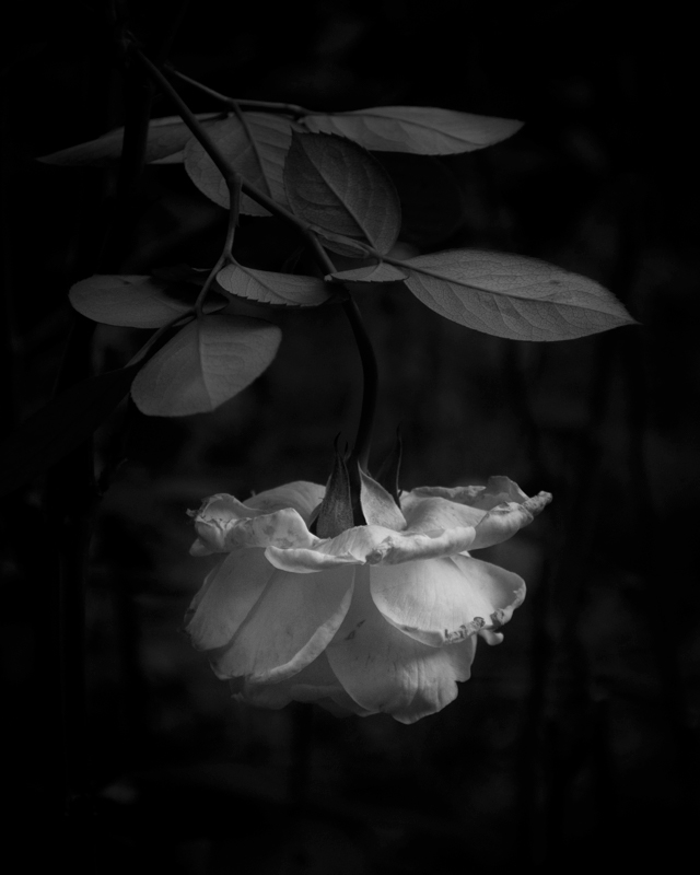 Flowers Nature black and white digital